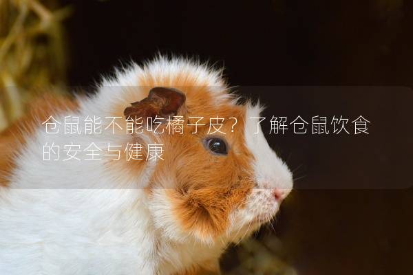 仓鼠能不能吃橘子皮？了解仓鼠饮食的安全与健康