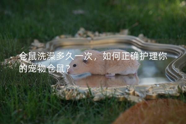 仓鼠洗澡多久一次，如何正确护理你的宠物仓鼠？