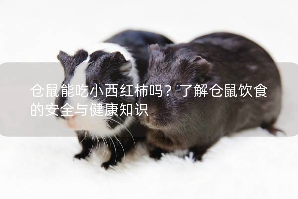 仓鼠能吃小西红柿吗？了解仓鼠饮食的安全与健康知识