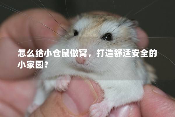 怎么给小仓鼠做窝，打造舒适安全的小家园？