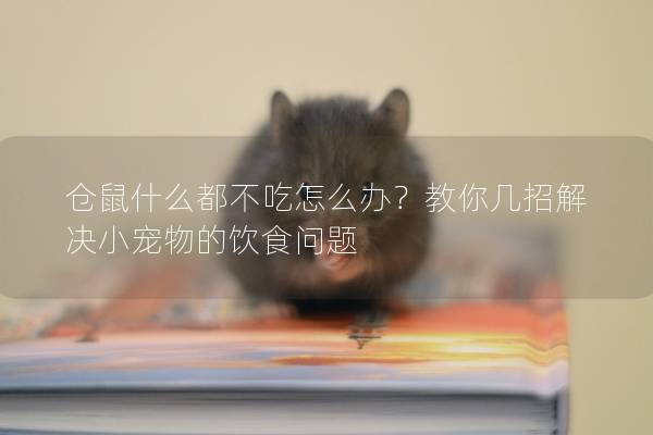 仓鼠什么都不吃怎么办？教你几招解决小宠物的饮食问题