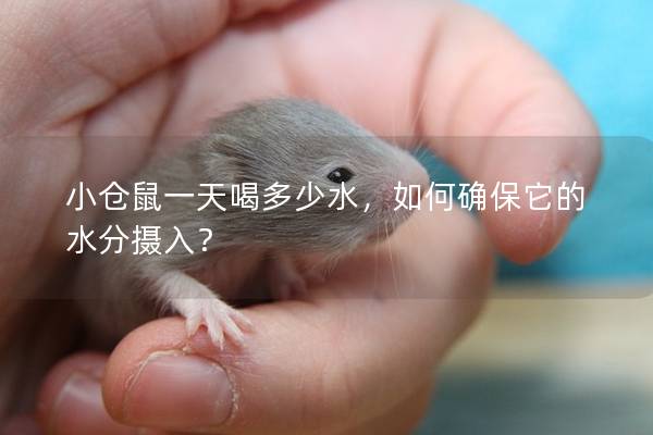 小仓鼠一天喝多少水，如何确保它的水分摄入？