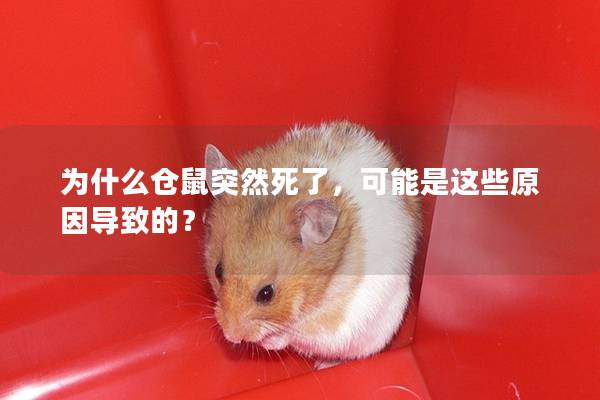为什么仓鼠突然死了，可能是这些原因导致的？