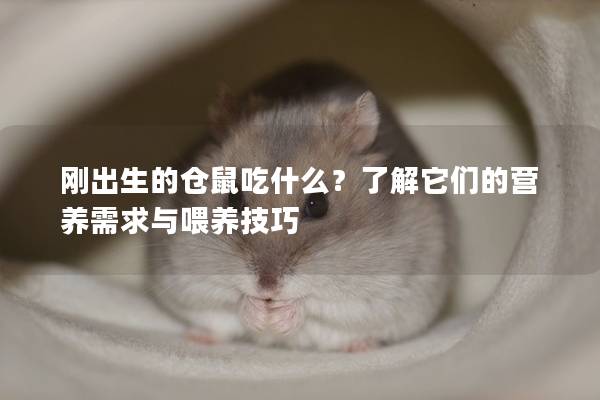 刚出生的仓鼠吃什么？了解它们的营养需求与喂养技巧
