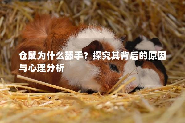 仓鼠为什么舔手？探究其背后的原因与心理分析