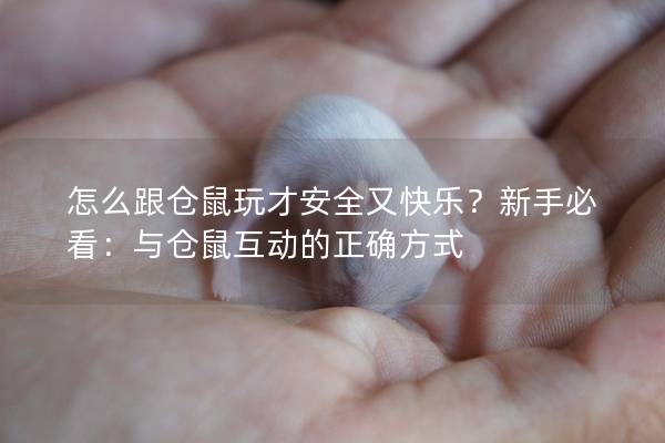 怎么跟仓鼠玩才安全又快乐？新手必看：与仓鼠互动的正确方式