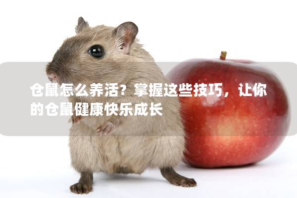 仓鼠怎么养活？掌握这些技巧，让你的仓鼠健康快乐成长