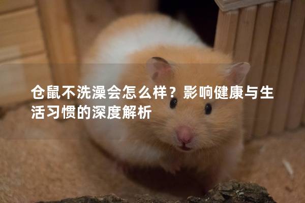 仓鼠不洗澡会怎么样？影响健康与生活习惯的深度解析