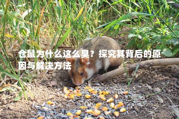 仓鼠为什么这么臭？探究其背后的原因与解决方法