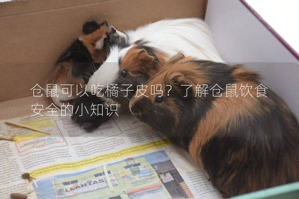 仓鼠可以吃橘子皮吗？了解仓鼠饮食安全的小知识