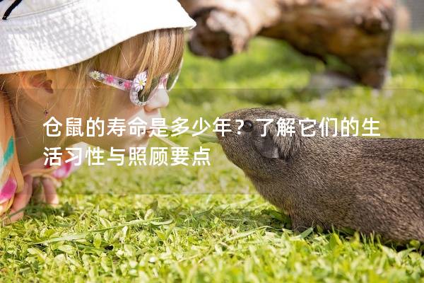 仓鼠的寿命是多少年？了解它们的生活习性与照顾要点