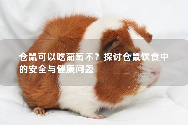 仓鼠可以吃葡萄不？探讨仓鼠饮食中的安全与健康问题