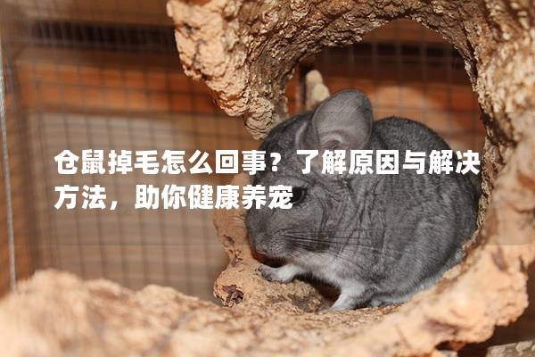 仓鼠掉毛怎么回事？了解原因与解决方法，助你健康养宠