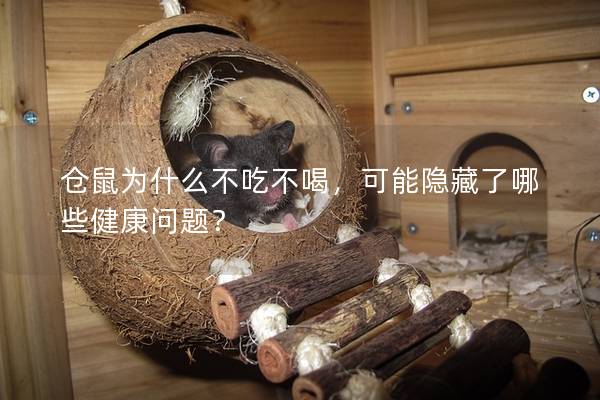 仓鼠为什么不吃不喝，可能隐藏了哪些健康问题？