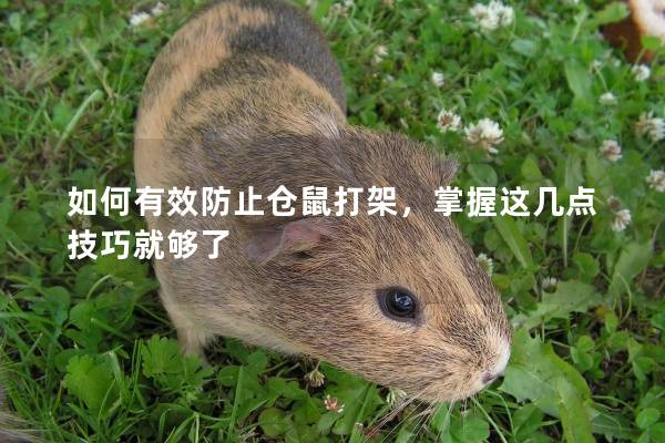 如何有效防止仓鼠打架，掌握这几点技巧就够了