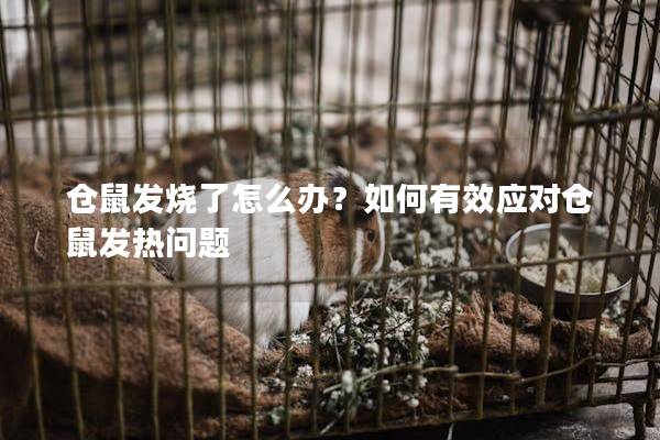 仓鼠发烧了怎么办？如何有效应对仓鼠发热问题