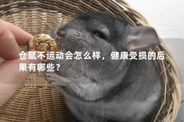 仓鼠不运动会怎么样，健康受损的后果有哪些？