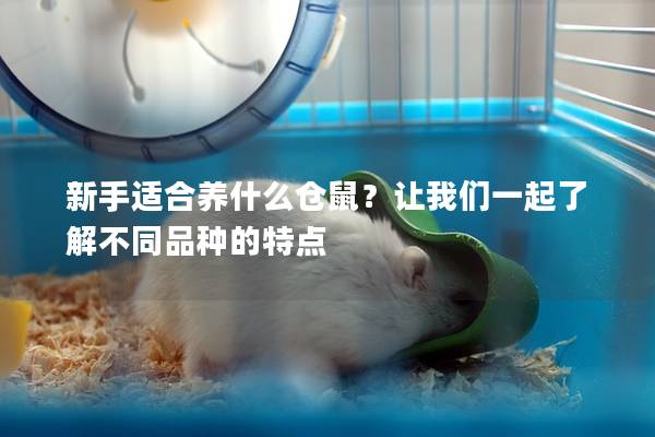 新手适合养什么仓鼠？让我们一起了解不同品种的特点