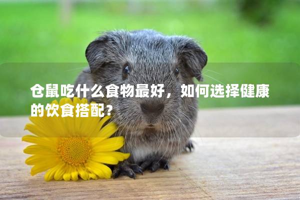 仓鼠吃什么食物最好，如何选择健康的饮食搭配？