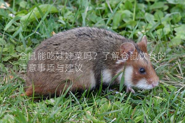 仓鼠能吃娃娃菜吗？了解仓鼠饮食的注意事项与建议