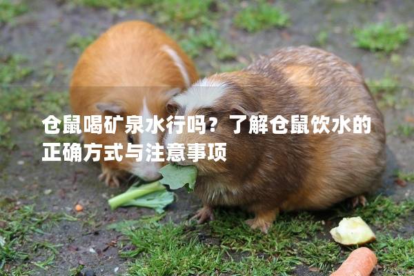 仓鼠喝矿泉水行吗？了解仓鼠饮水的正确方式与注意事项