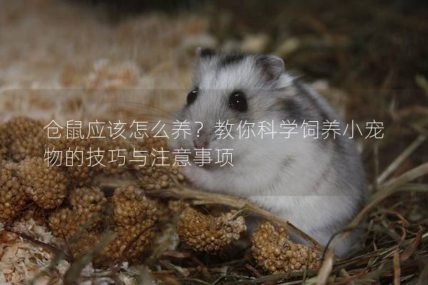 仓鼠应该怎么养？教你科学饲养小宠物的技巧与注意事项