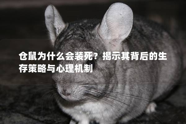 仓鼠为什么会装死？揭示其背后的生存策略与心理机制