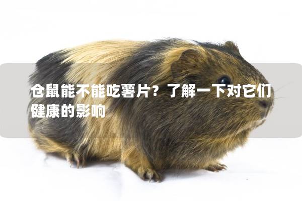 仓鼠能不能吃薯片？了解一下对它们健康的影响