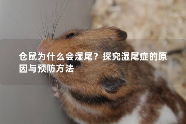 仓鼠为什么会湿尾？探究湿尾症的原因与预防方法