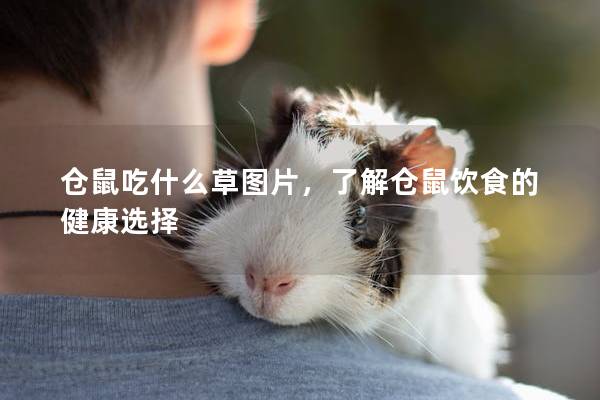 仓鼠吃什么草图片，了解仓鼠饮食的健康选择