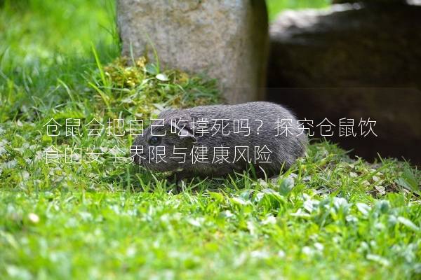 仓鼠会把自己吃撑死吗？探究仓鼠饮食的安全界限与健康风险