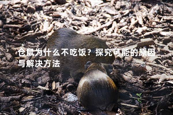 仓鼠为什么不吃饭？探究可能的原因与解决方法