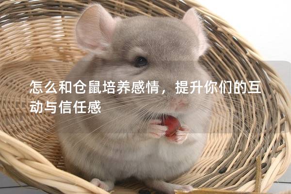 怎么和仓鼠培养感情，提升你们的互动与信任感