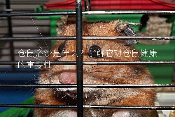 仓鼠浴沙是什么？了解它对仓鼠健康的重要性