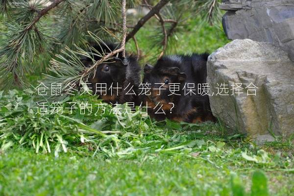 仓鼠冬天用什么笼子更保暖,选择合适笼子的方法是什么？