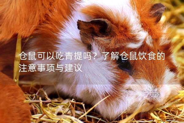 仓鼠可以吃青提吗？了解仓鼠饮食的注意事项与建议