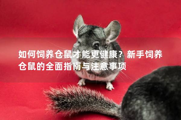如何饲养仓鼠才能更健康？新手饲养仓鼠的全面指南与注意事项