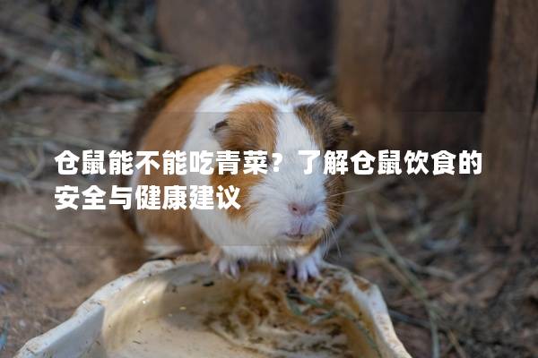 仓鼠能不能吃青菜？了解仓鼠饮食的安全与健康建议