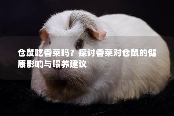仓鼠吃香菜吗？探讨香菜对仓鼠的健康影响与喂养建议