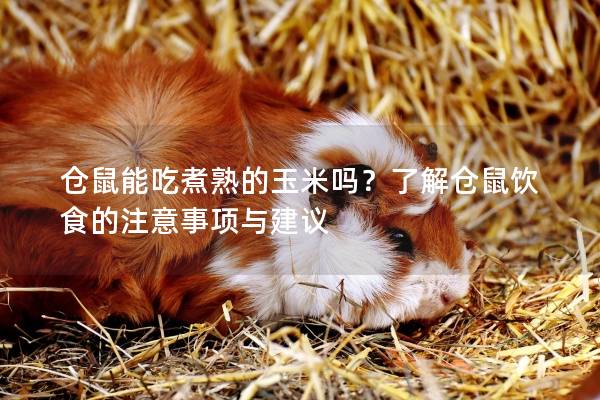 仓鼠能吃煮熟的玉米吗？了解仓鼠饮食的注意事项与建议