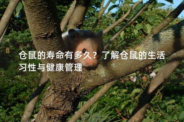 仓鼠的寿命有多久？了解仓鼠的生活习性与健康管理
