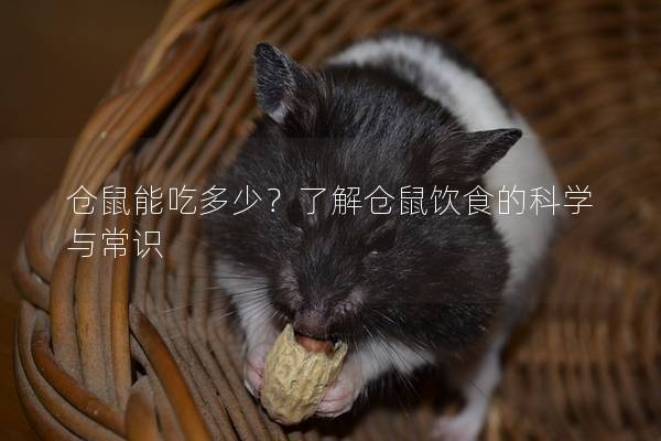 仓鼠能吃多少？了解仓鼠饮食的科学与常识