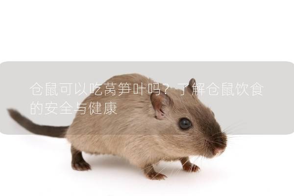 仓鼠可以吃莴笋叶吗？了解仓鼠饮食的安全与健康