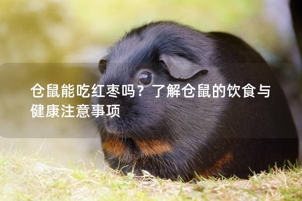 仓鼠能吃红枣吗？了解仓鼠的饮食与健康注意事项