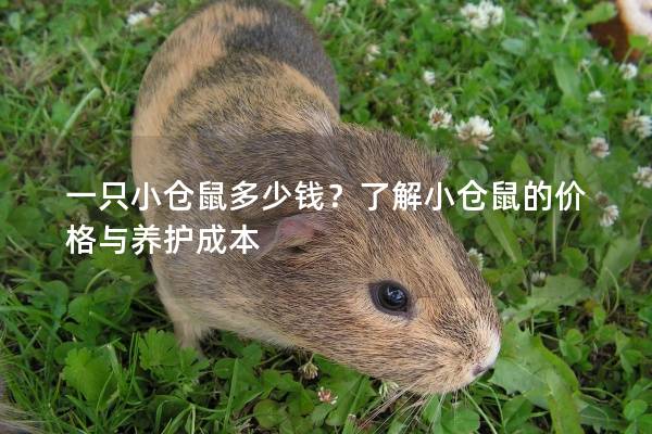 一只小仓鼠多少钱？了解小仓鼠的价格与养护成本