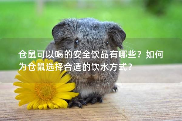 仓鼠可以喝的安全饮品有哪些？如何为仓鼠选择合适的饮水方式？