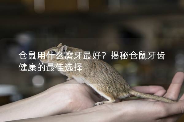 仓鼠用什么磨牙最好？揭秘仓鼠牙齿健康的最佳选择