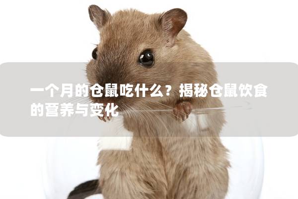 一个月的仓鼠吃什么？揭秘仓鼠饮食的营养与变化
