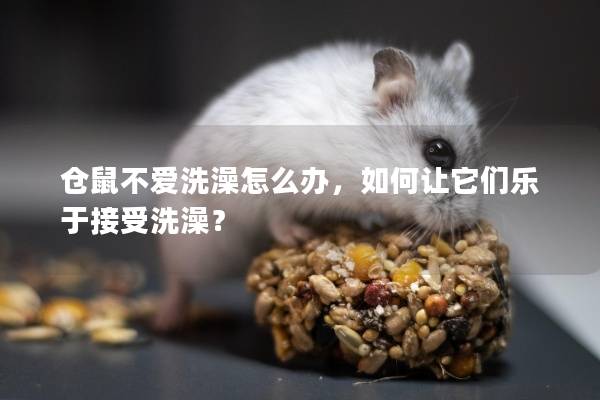 仓鼠不爱洗澡怎么办，如何让它们乐于接受洗澡？