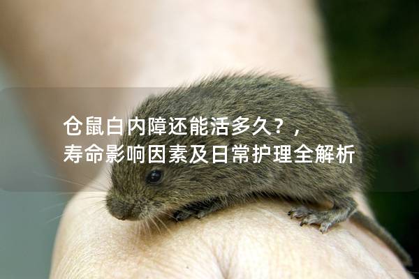 仓鼠白内障还能活多久？, 寿命影响因素及日常护理全解析